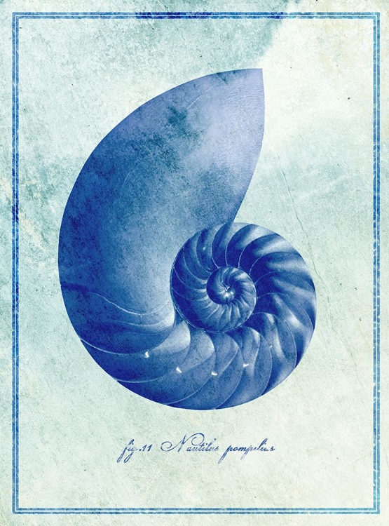 Picture of NAUTILUS SHELL B