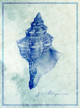 Picture of CONCH SHELL B