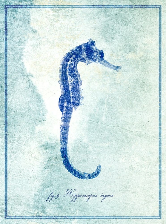 Picture of SEAHORSE B