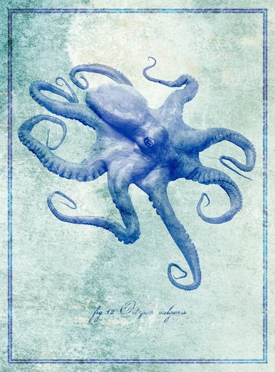 Picture of OCTOPUS B