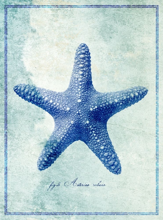 Picture of STARFISH B