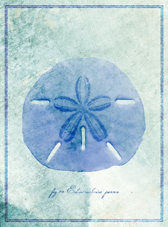 Picture of SAND DOLLAR B
