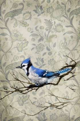 Picture of BLUE JAY