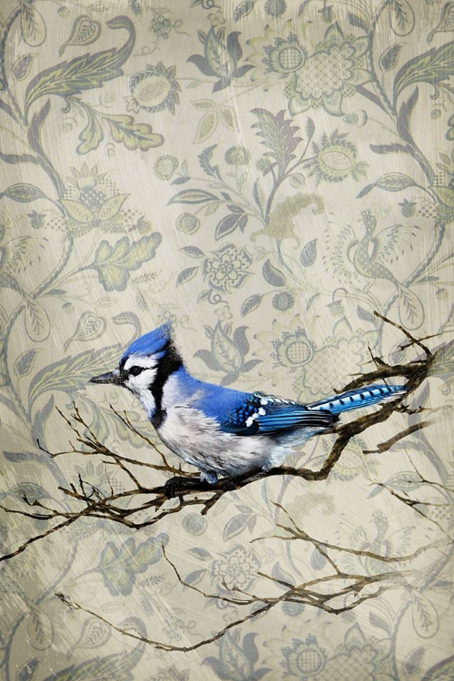 Picture of BLUE JAY