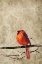 Picture of CARDINAL