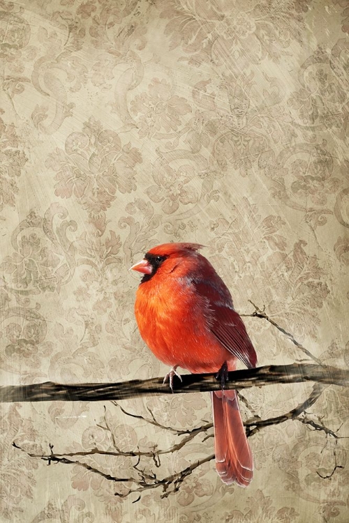 Picture of CARDINAL