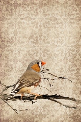 Picture of ZEBRA FINCH