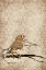 Picture of ZEBRA FINCH