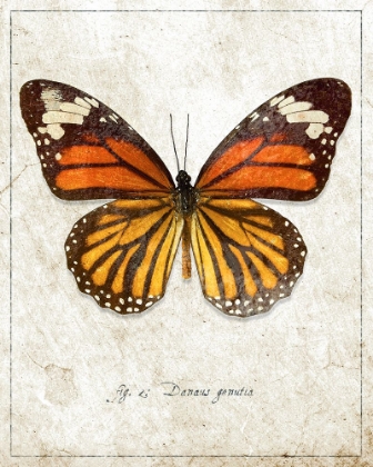 Picture of COMMON TIGER BUTTERFLY