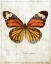 Picture of COMMON TIGER BUTTERFLY