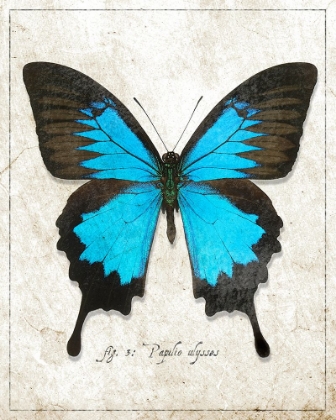 Picture of BLUE MOUNTAIN BUTTERFLY