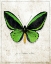 Picture of MALACHITE BUTTERFLY