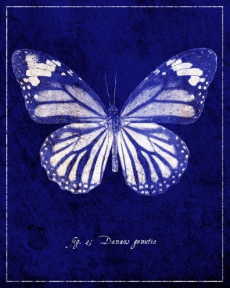 Picture of COMMON TIGER BUTTERFLY CYANOTYPE