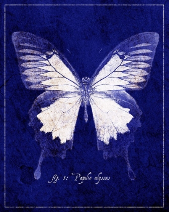 Picture of BLUE MOUNTAIN BUTTERFLY CYANOTYPE