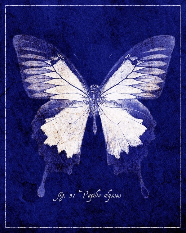 Picture of BLUE MOUNTAIN BUTTERFLY CYANOTYPE