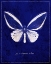 Picture of MALACHITE BUTTERFLY CYANOTYPE