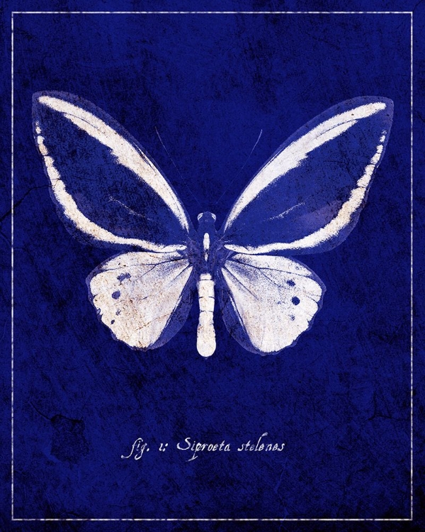 Picture of MALACHITE BUTTERFLY CYANOTYPE