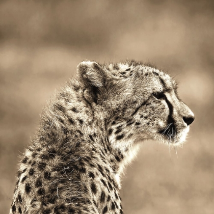 Picture of AFRICAN ANIMALS SERIES, CHEETAH A