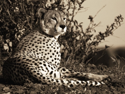 Picture of AFRICAN ANIMALS SERIES, CHEETAH C