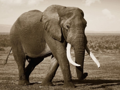 Picture of AFRICAN ANIMALS SERIES, ELEPHANT B