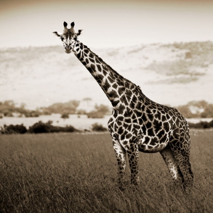 Picture of AFRICAN ANIMALS SERIES, GIRAFFE A