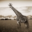 Picture of AFRICAN ANIMALS SERIES, GIRAFFE A