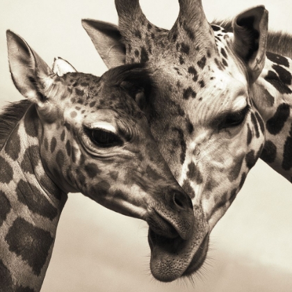 Picture of AFRICAN ANIMALS SERIES, GIRAFFE B