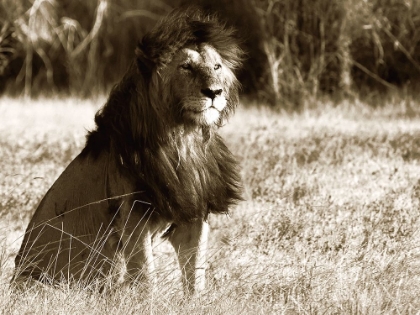 Picture of AFRICAN ANIMALS SERIES, LION B