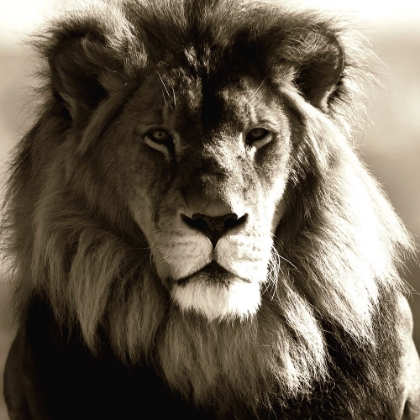 Picture of AFRICAN ANIMALS SERIES, LION C