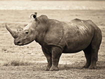 Picture of AFRICAN ANIMALS SERIES, RHINO A