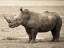 Picture of AFRICAN ANIMALS SERIES, RHINO A