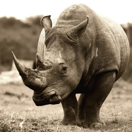 Picture of AFRICAN ANIMALS SERIES, RHINO B