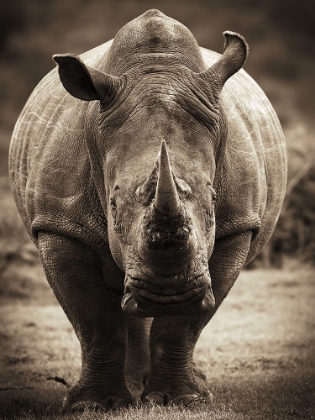 Picture of AFRICAN ANIMALS SERIES, RHINO C