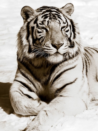 Picture of AFRICAN ANIMALS SERIES, TIGER A