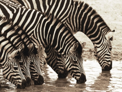 Picture of AFRICAN ANIMALS SERIES, ZEBRAS B