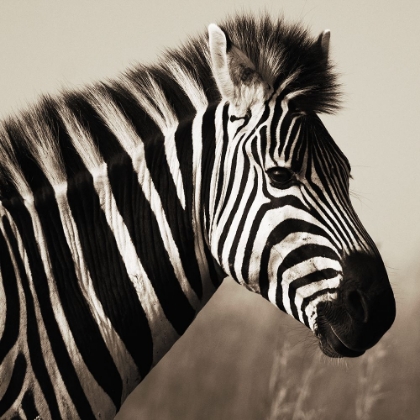Picture of AFRICAN ANIMALS SERIES, ZEBRAS C