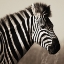 Picture of AFRICAN ANIMALS SERIES, ZEBRAS C