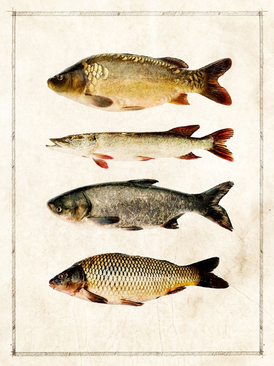 Picture of FISH STUDY B
