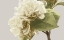Picture of VINTAGE FLORALS G