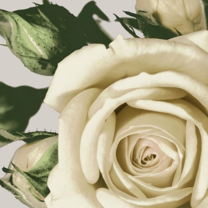 Picture of VINTAGE FLORALS I
