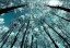 Picture of INFARED TREE 8