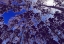 Picture of INFRARED TREE 10