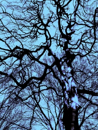 Picture of INFARED TREE 12
