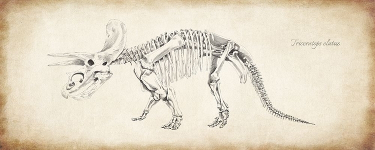 Picture of TRICERATOPS ELATUS