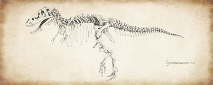 Picture of TYRANNOSAURUS REX