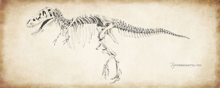 Picture of TYRANNOSAURUS REX