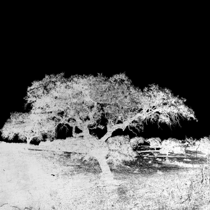 Picture of SCREENED TREE H