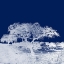 Picture of SCREENED TREE Q