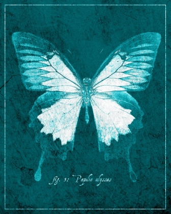 Picture of BUTTERFLY E