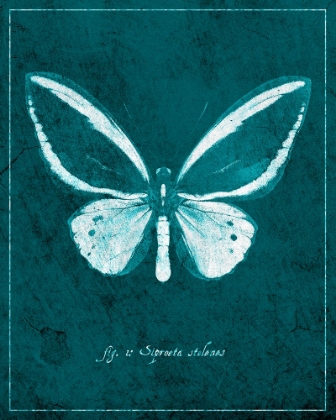 Picture of BUTTERFLY F